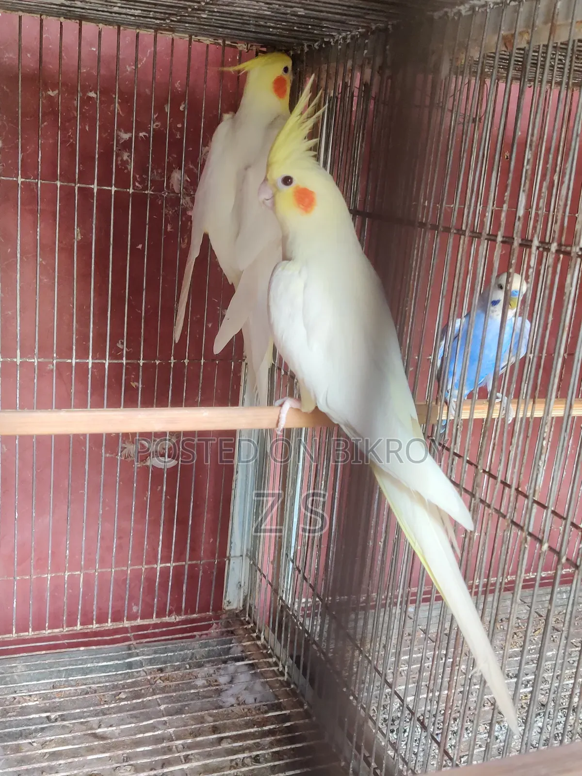 Lutino Breeding Cockatiel