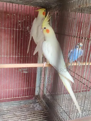 Lutino Breeding Cockatiel