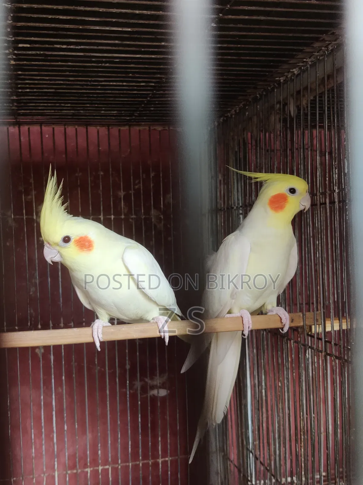 Lutino Breeding Cockatiel