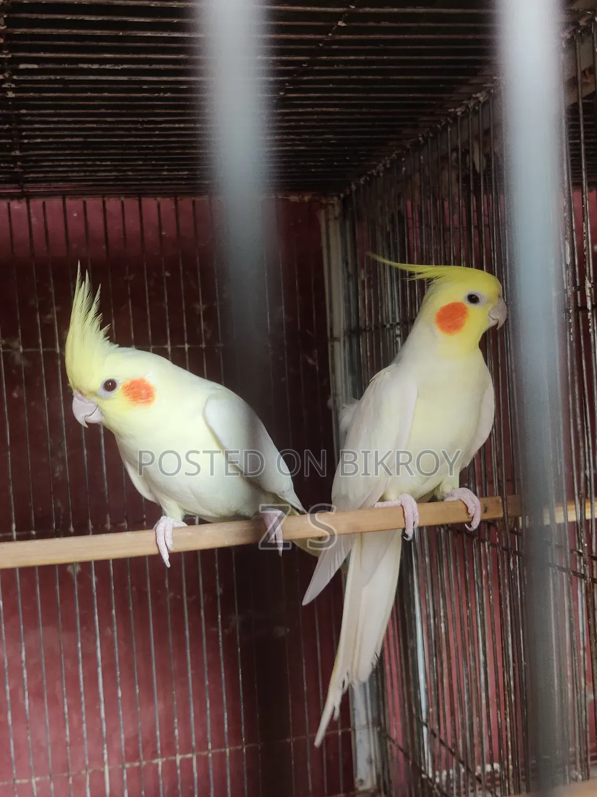 Lutino Breeding Cockatiel