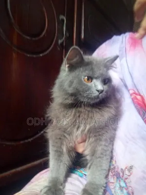 6-12 Months Male Purebred Persian