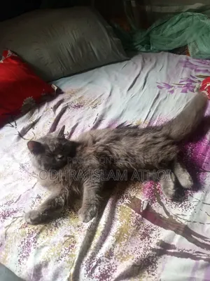 6-12 Months Male Purebred Persian