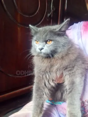 6-12 Months Male Purebred Persian