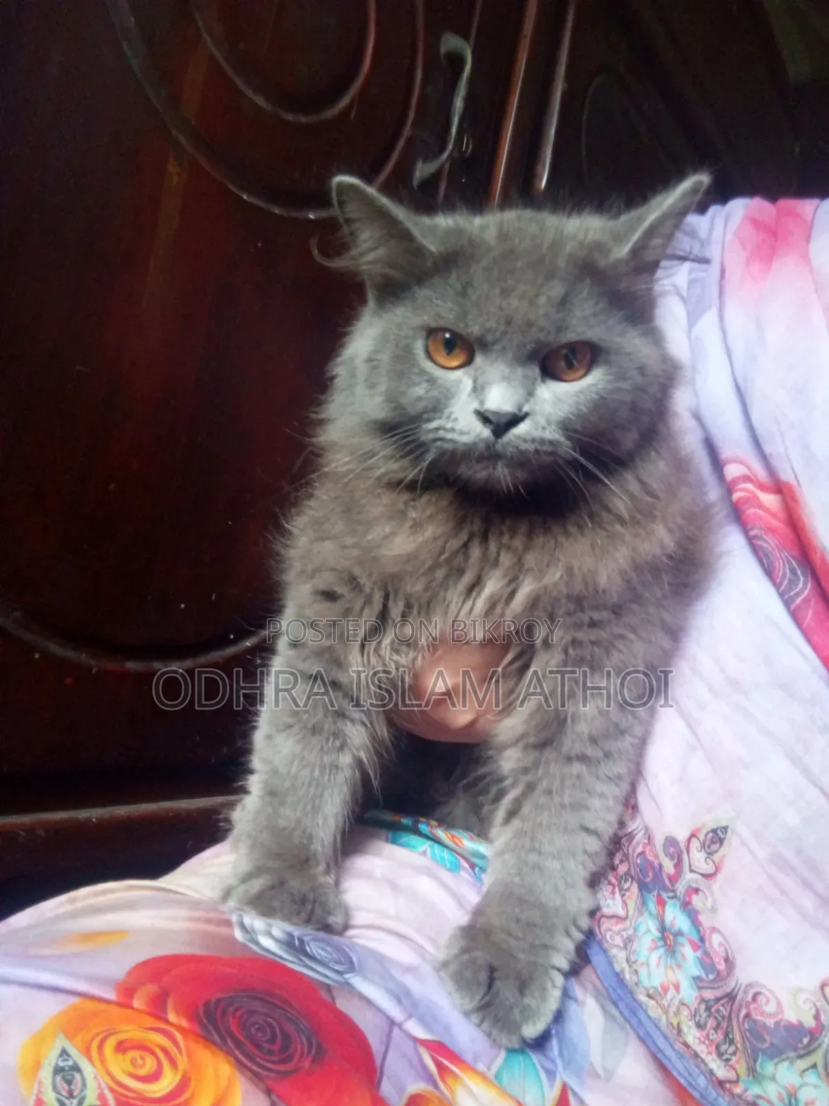 6-12 Months Male Purebred Persian