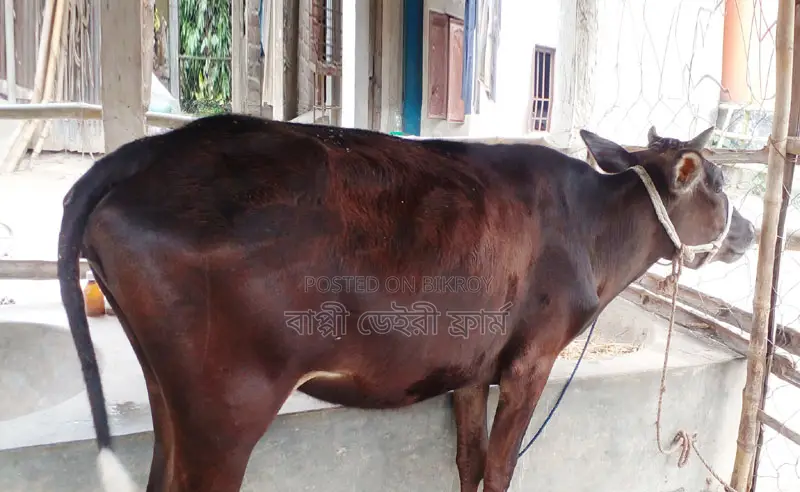 Buy this heifer with confidence for rearing at a low price. (Serial No. 1221)