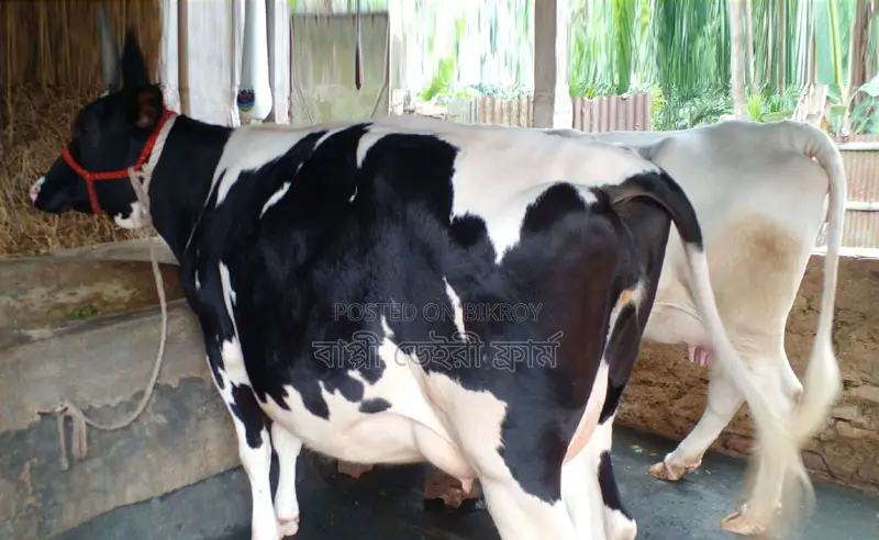২টি গাভী বিক্রয় হবে ।