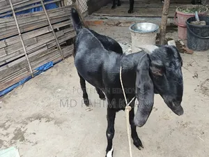 খাসি বিক্রি করা হবে ৫ টি