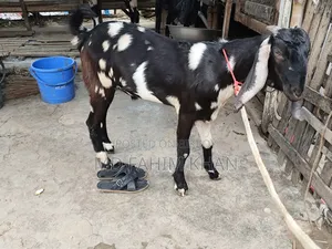 খাসি বিক্রি করা হবে ৫ টি