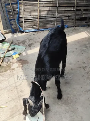 খাসি বিক্রি করা হবে ৫ টি