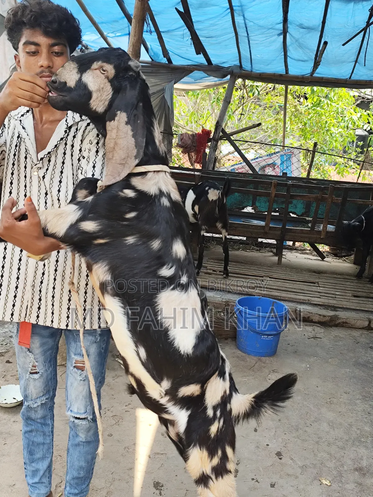 খাসি বিক্রি করা হবে ৫ টি