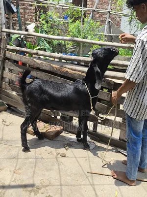 খাসি বিক্রি করা হবে ৫ টি