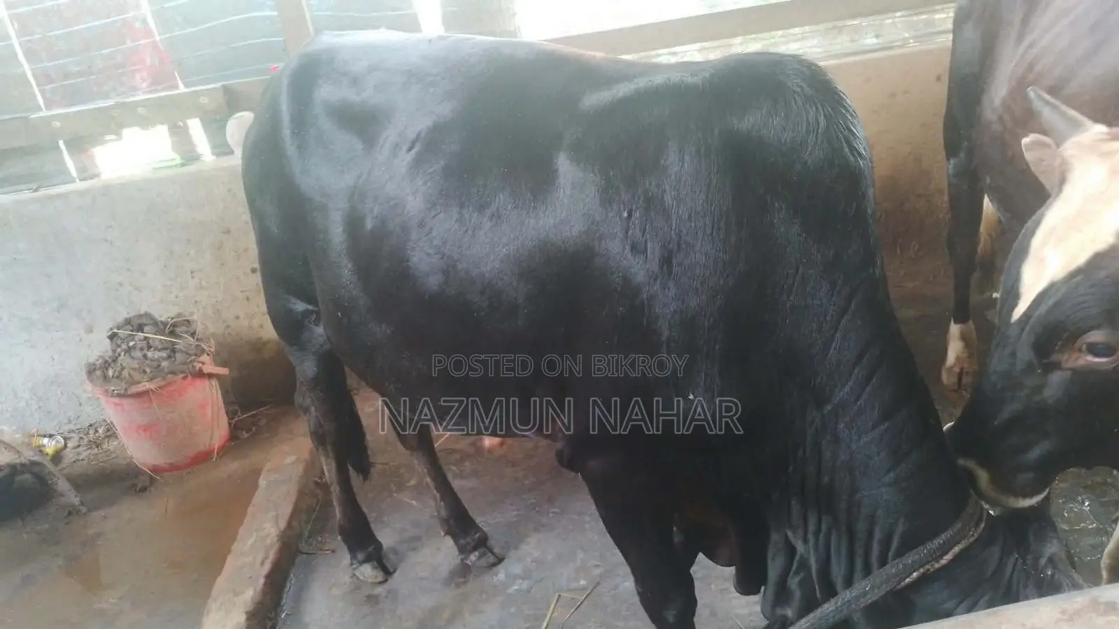 কোরবানির জন্য