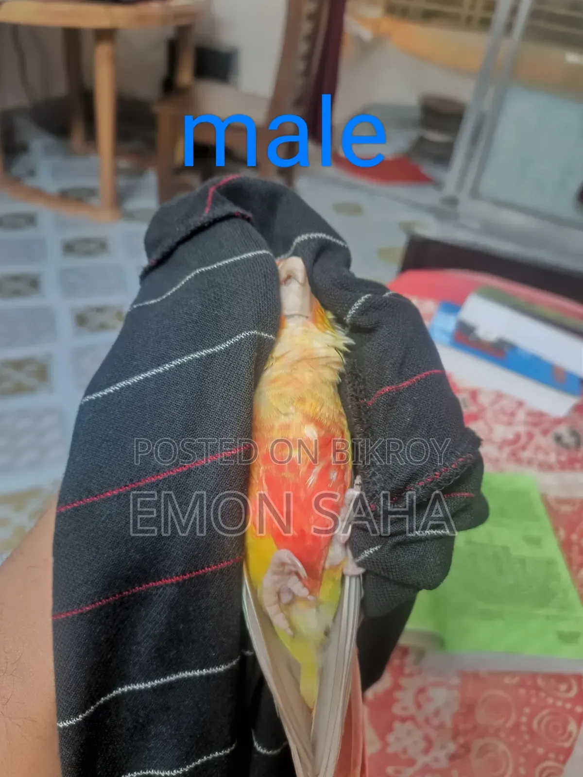Pineapple Conure Pair