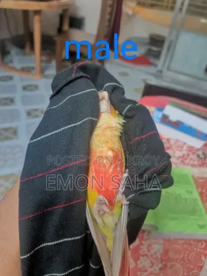 Pineapple Conure Pair