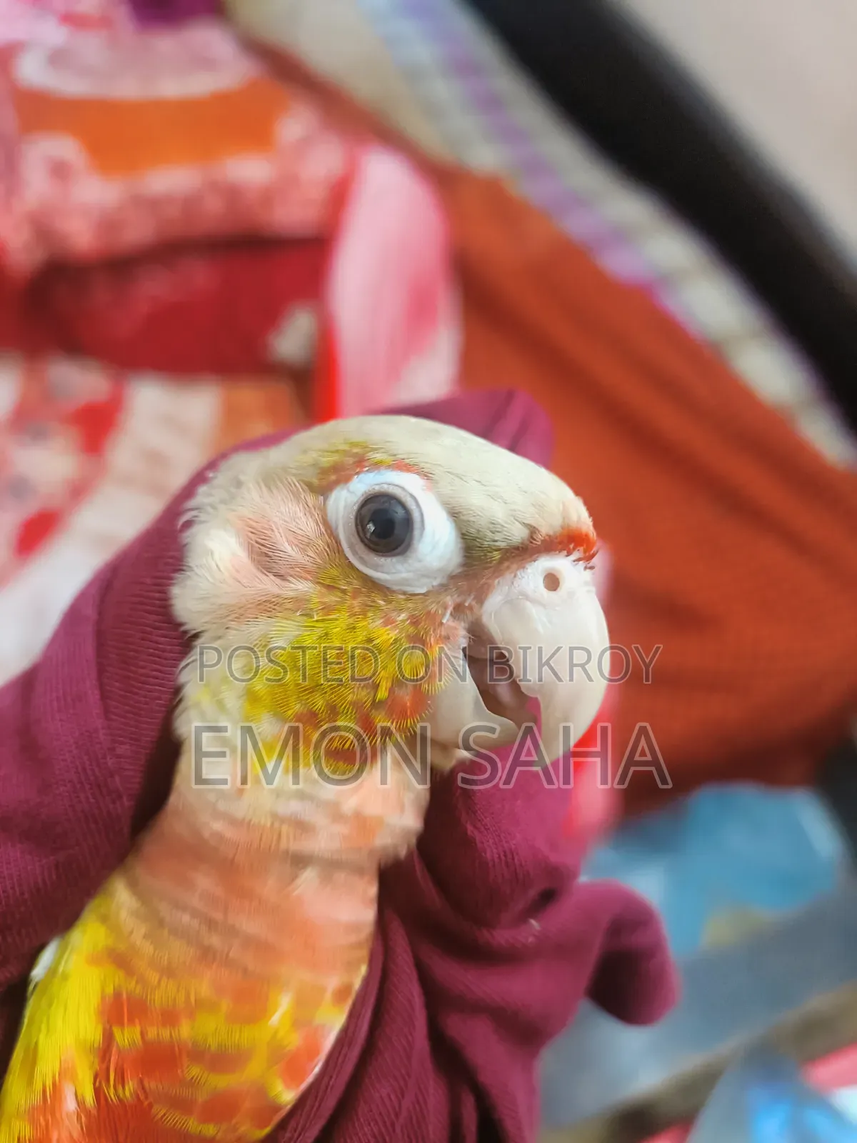 Pineapple Conure Pair
