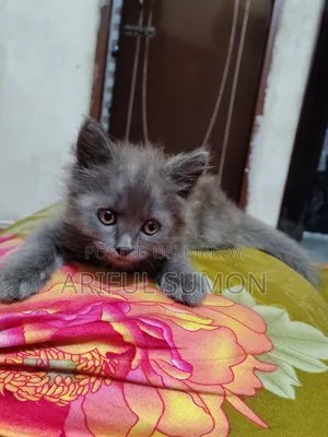 1-3 Months Female Purebred Persian