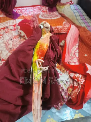 Pineapple Conure Pair