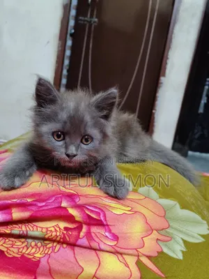 ১-৩ মাস বয়সী ফিমেল পিওরব্রেড পার্সিয়ান