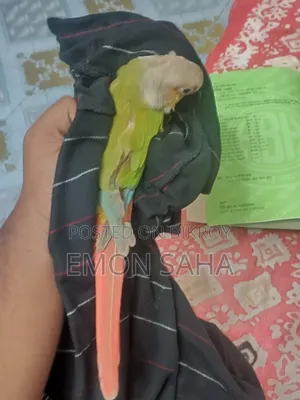 Pineapple Conure Pair