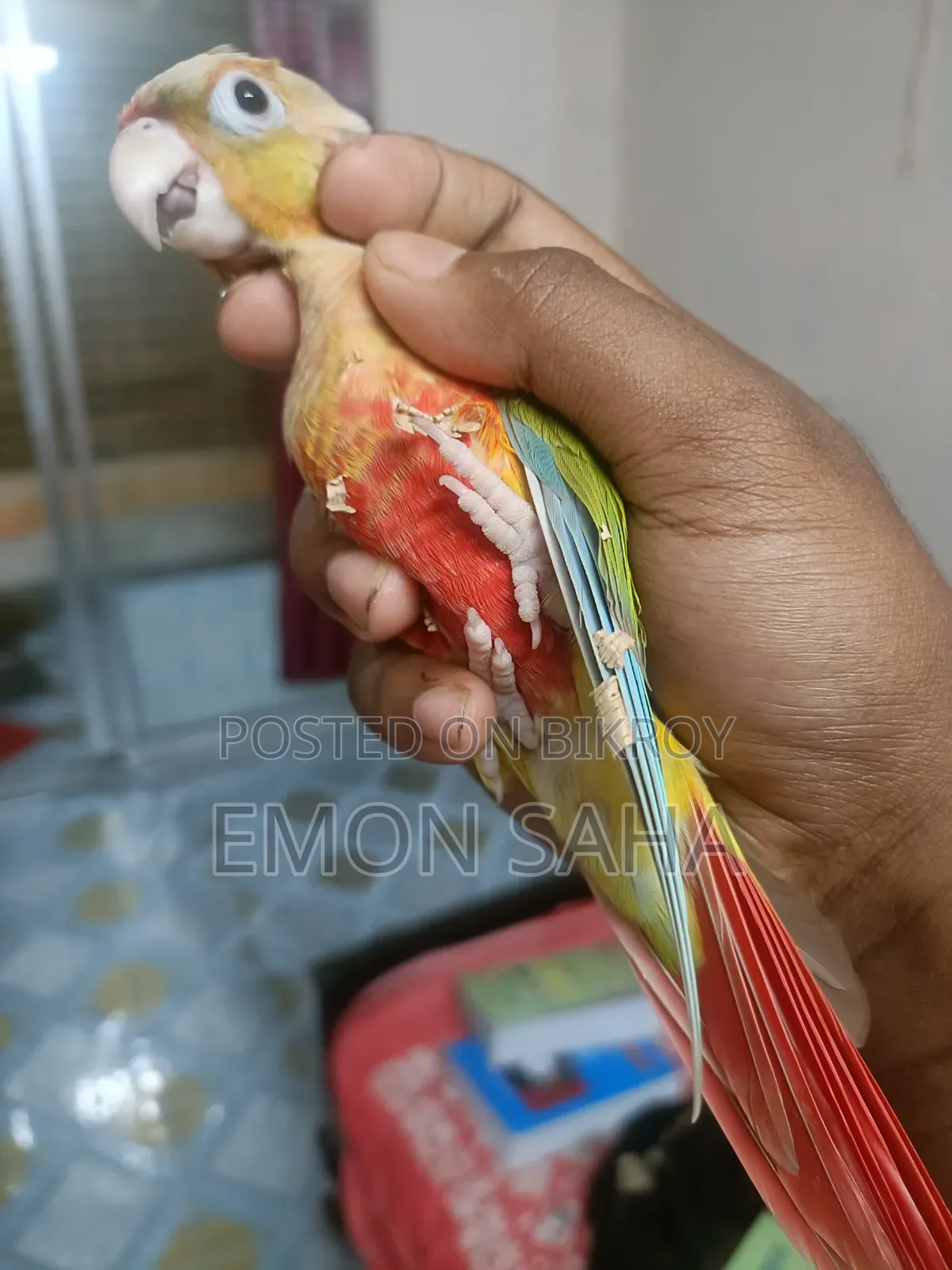 Pineapple Conure Pair