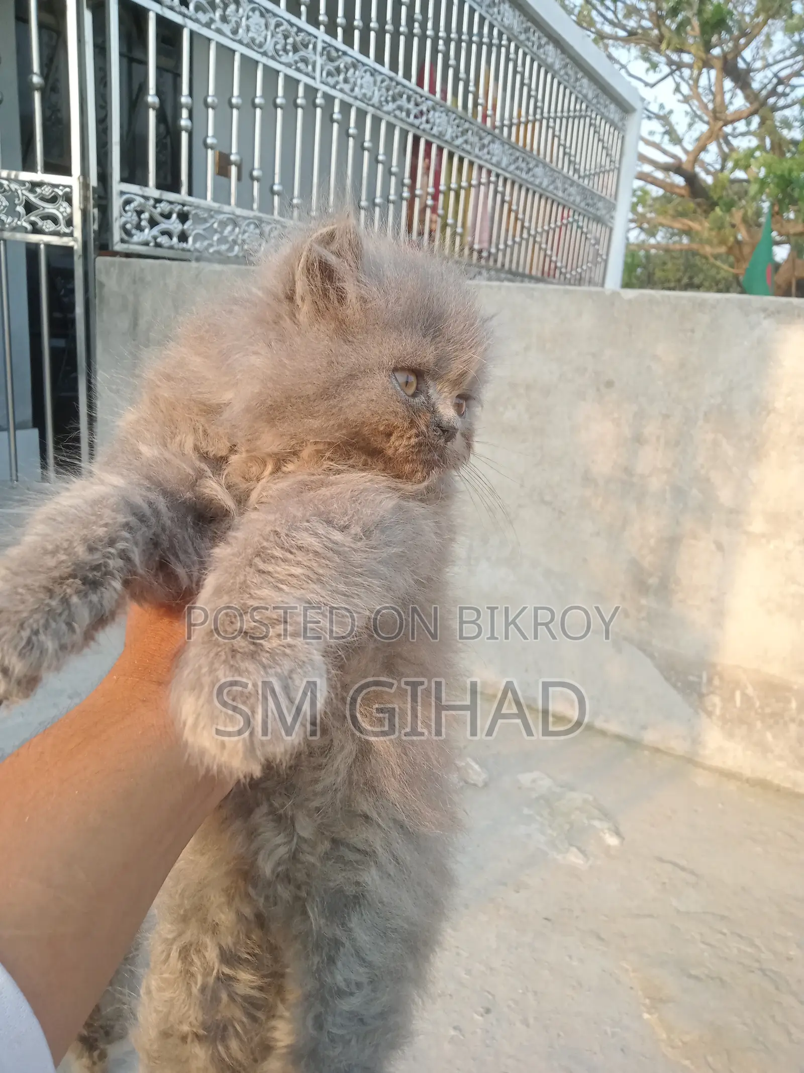 ১+ বছর বয়সী ফিমেল পিওরব্রেড পার্সিয়ান