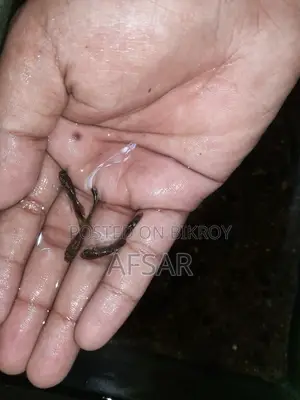 মিক্স গাপ্পি মাছ