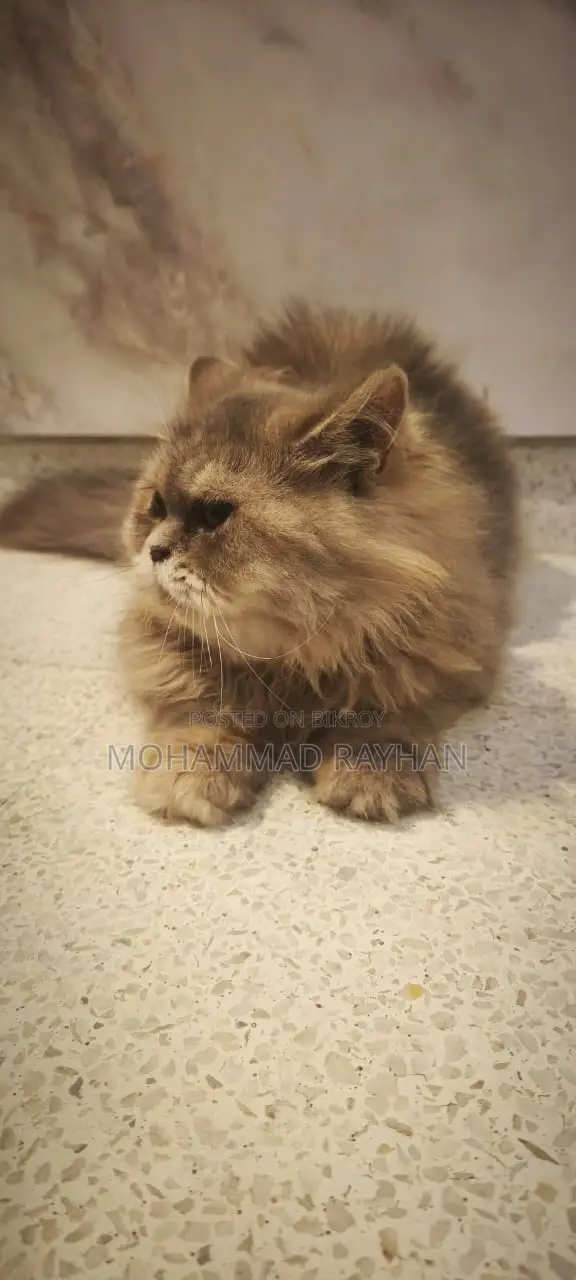 6-12 Months Female Purebred Persian