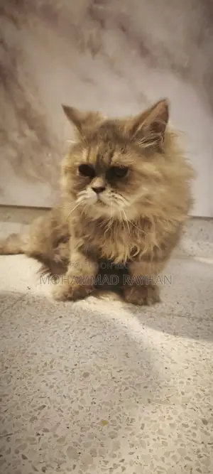 6-12 Months Female Purebred Persian