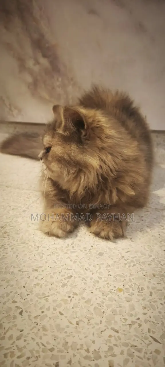 6-12 Months Female Purebred Persian