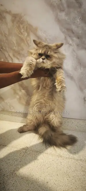 6-12 Months Female Purebred Persian