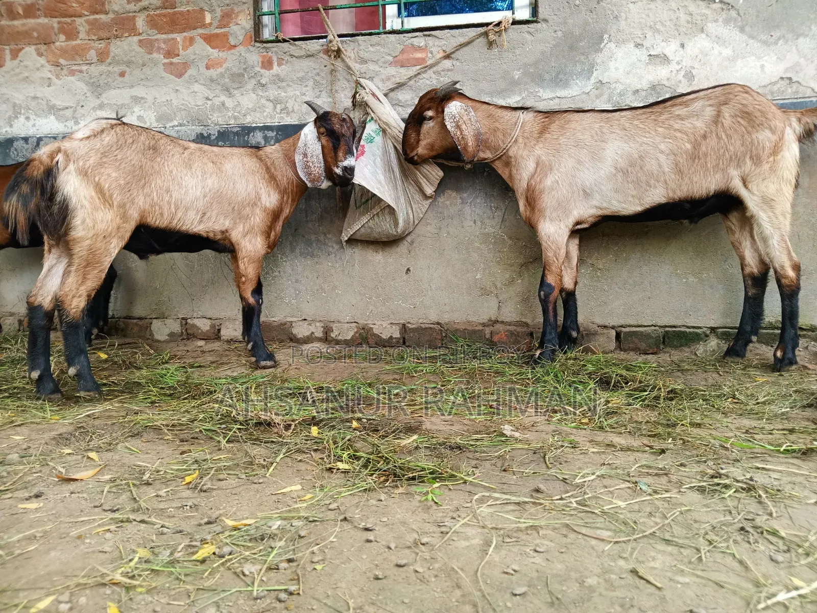 Pair of Qurbani Goats