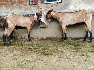Pair of Qurbani Goats
