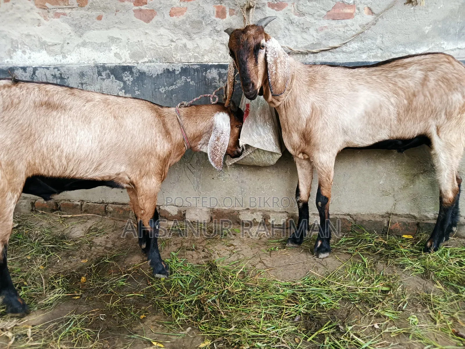 Pair of Qurbani Goats