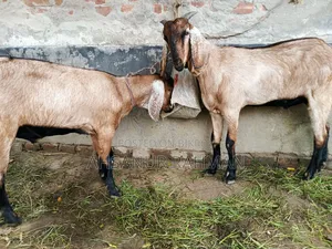 Pair of Qurbani Goats