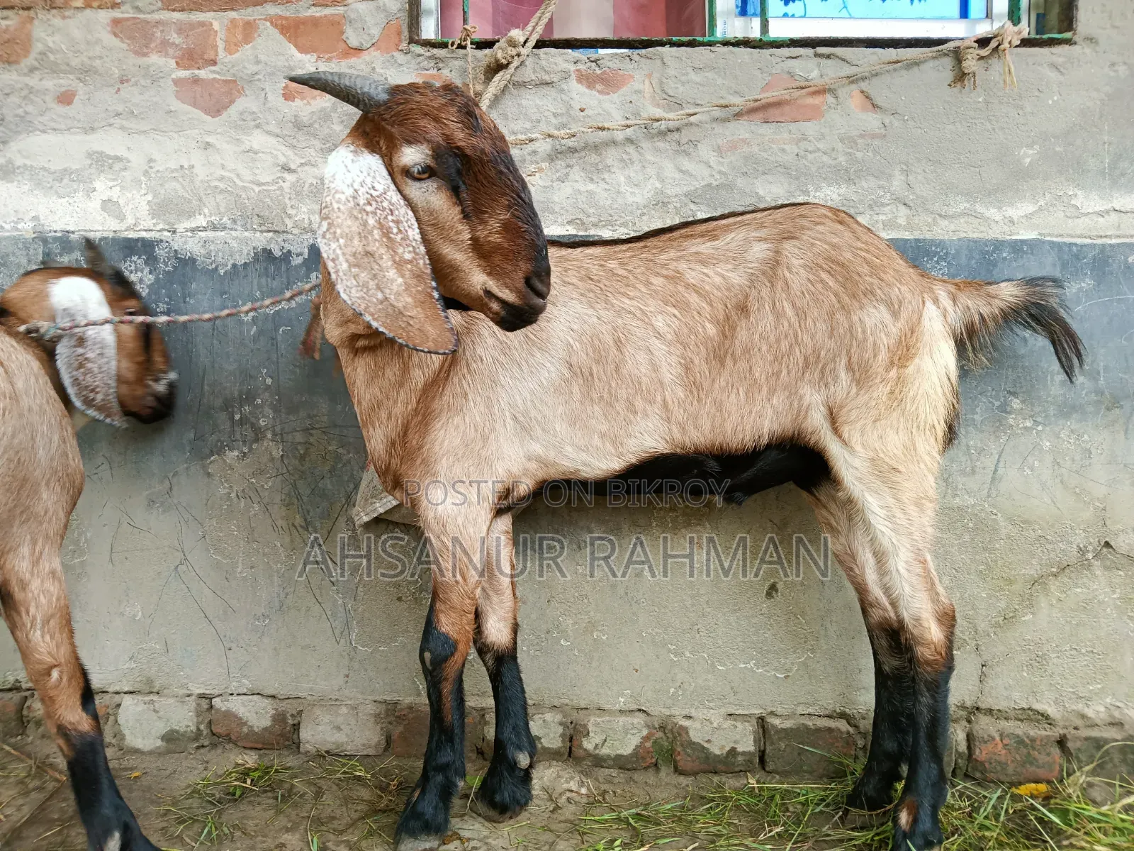 Pair of Qurbani Goats