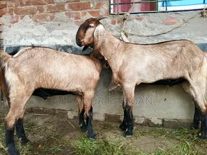 Pair of Qurbani Goats