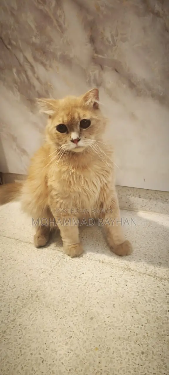 6-12 Months Male Mixed Breed Persian