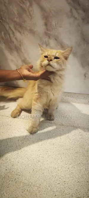 6-12 Months Male Mixed Breed Persian