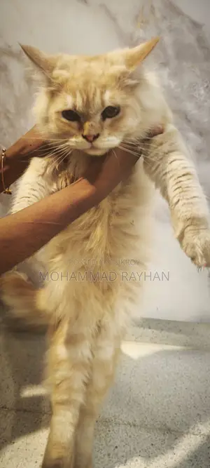 6-12 Months Male Mixed Breed Persian