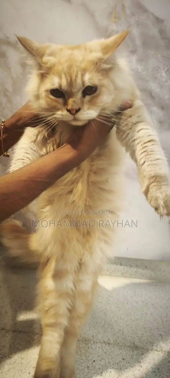6-12 Months Male Mixed Breed Persian