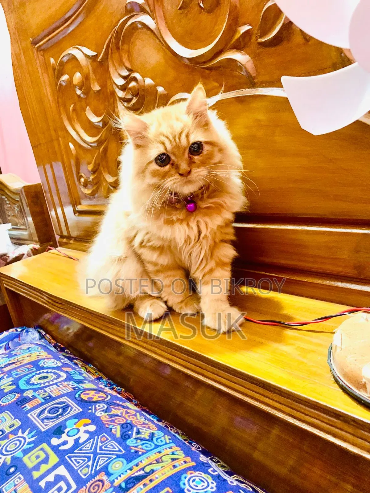 6-12 Months Female Purebred Persian
