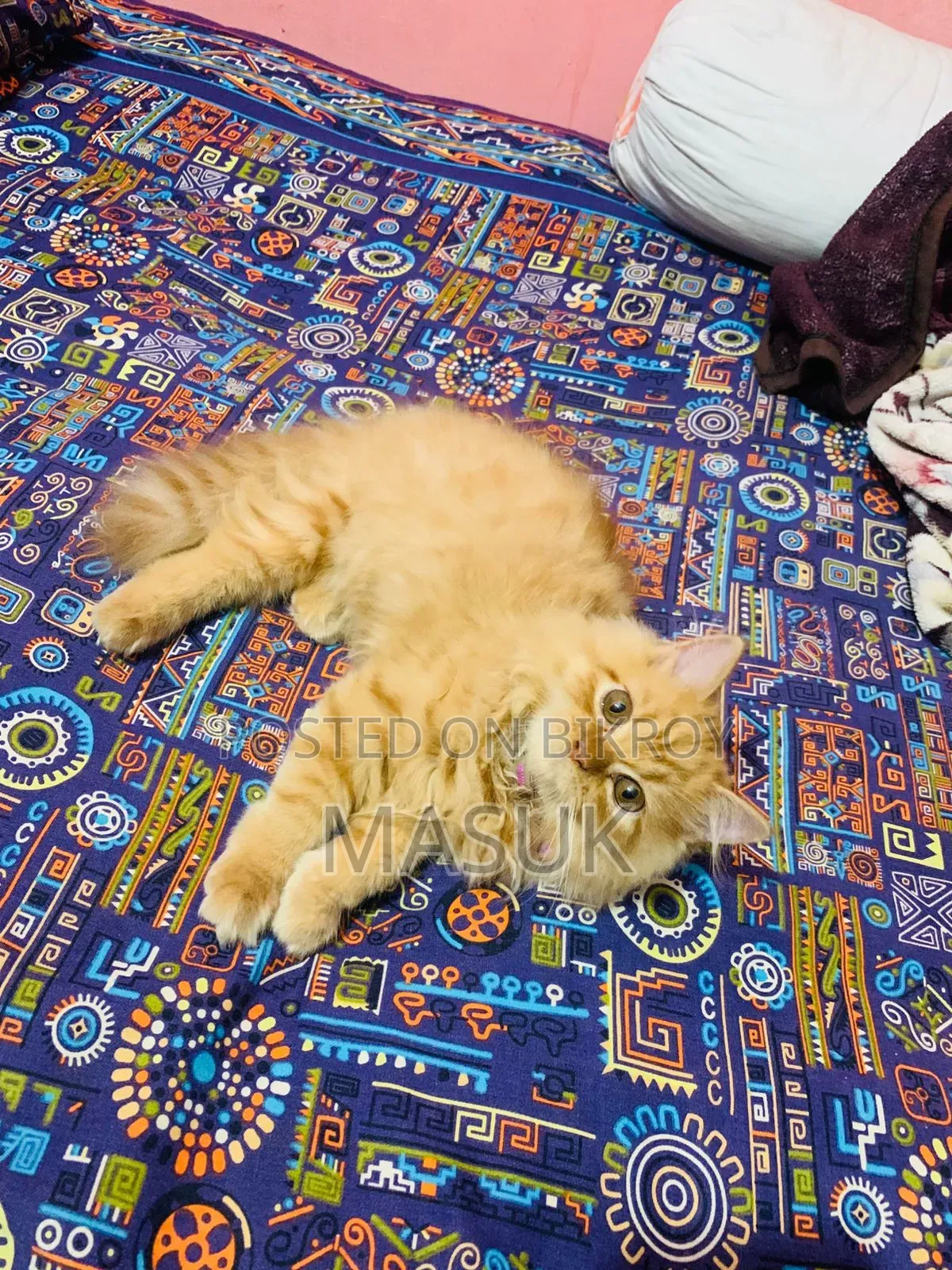 6-12 Months Female Purebred Persian
