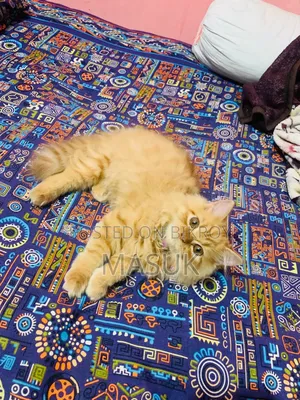 6-12 Months Female Purebred Persian