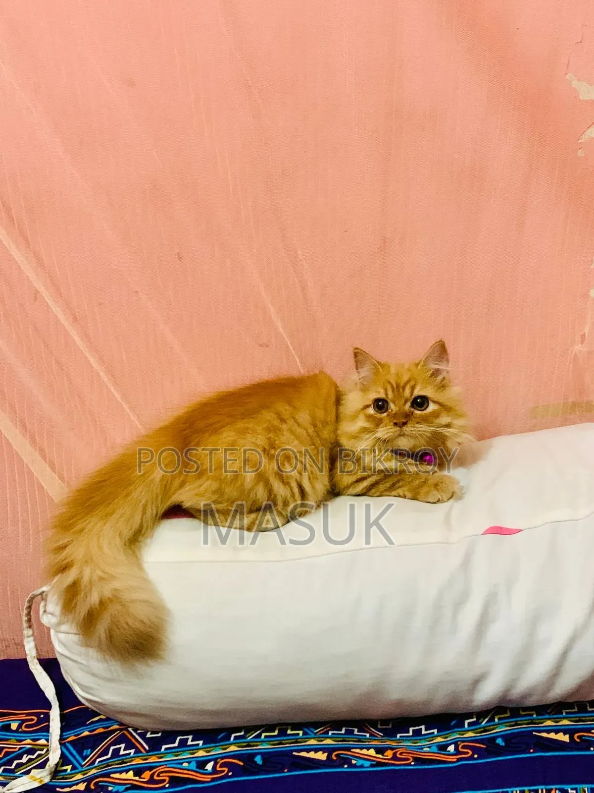 6-12 Months Female Purebred Persian