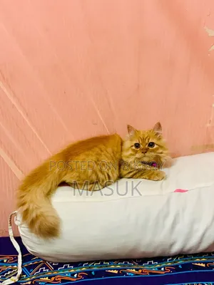 6-12 Months Female Purebred Persian
