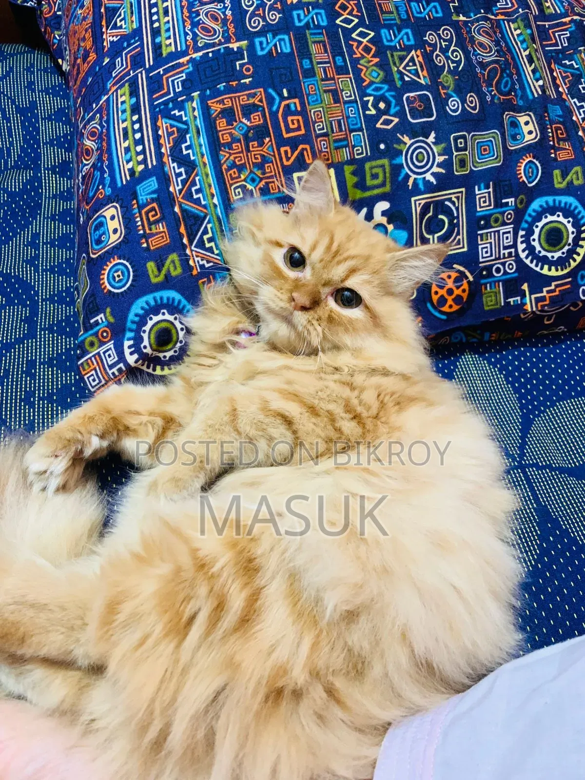 6-12 Months Female Purebred Persian