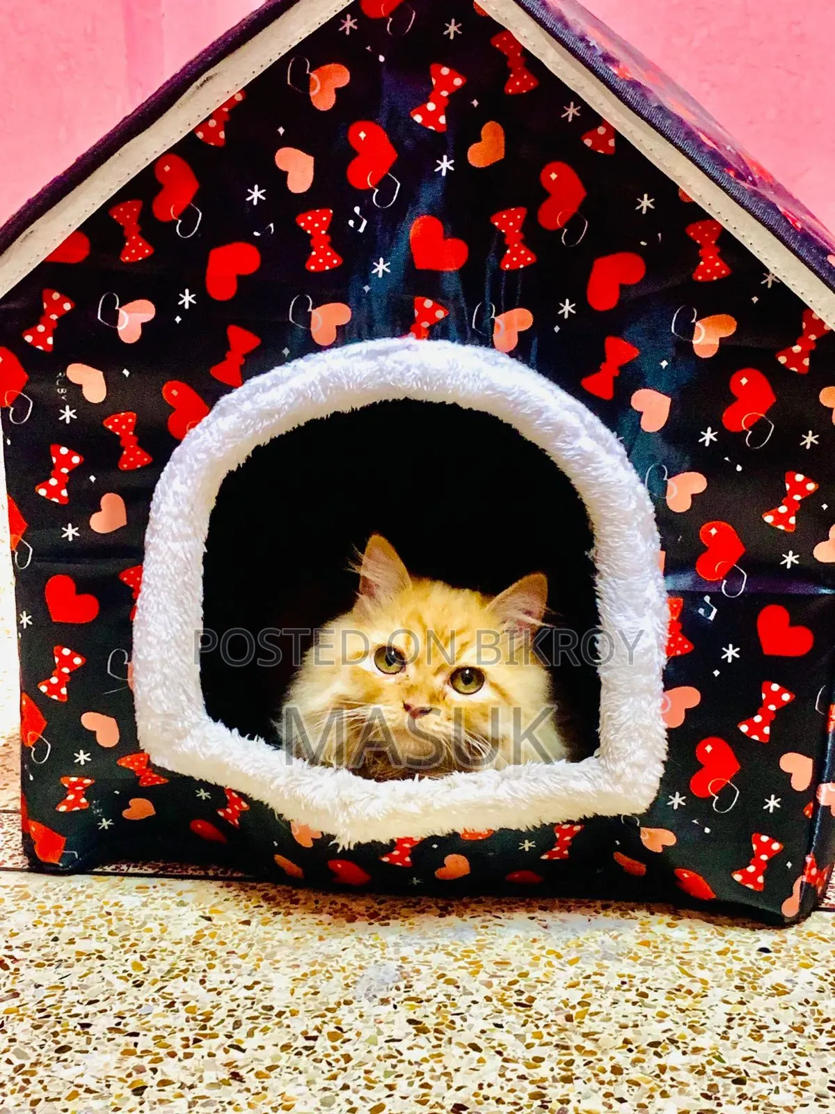 6-12 Months Female Purebred Persian