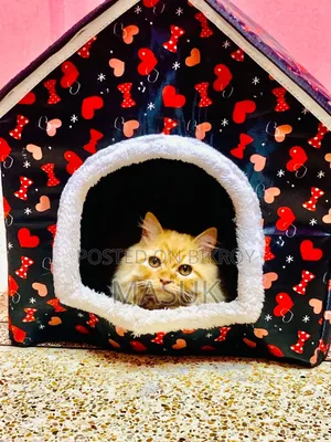 6-12 Months Female Purebred Persian