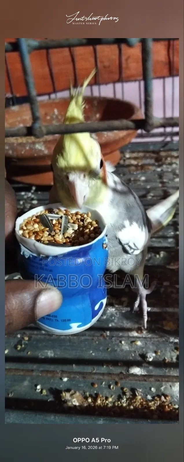 Cockatiel Bird