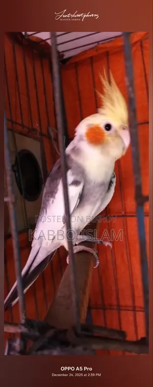 Cockatiel Bird